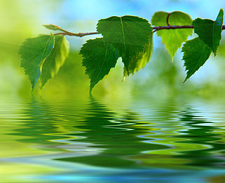 Blätter über Wasser
